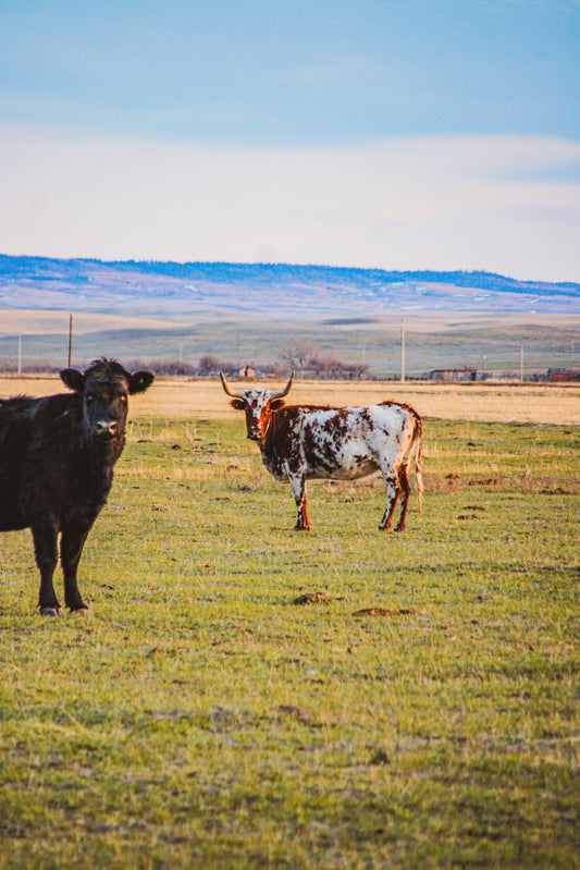 🌾 Top 5 Places to Visit in Saskatchewan This Summer