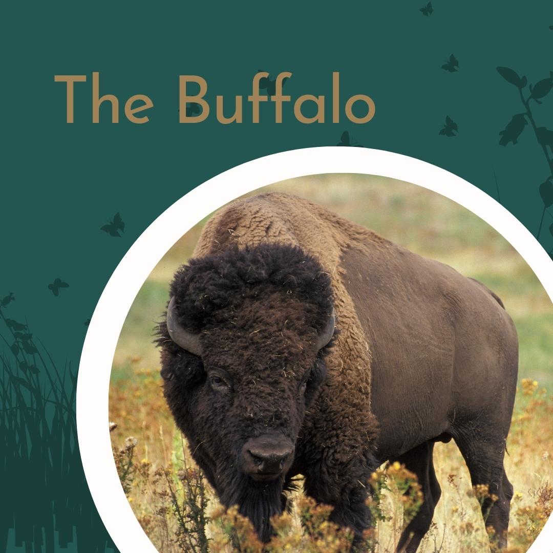 The Buffalo- an iconic symbol of strength in Saskatchewan