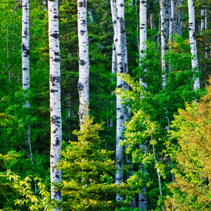 A serene Saskatchewan forest captured in the soft morning light, highlighting the rich textures of nature.